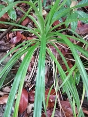 Pandanus candelabrum