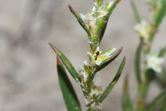 Polygonum stypticum