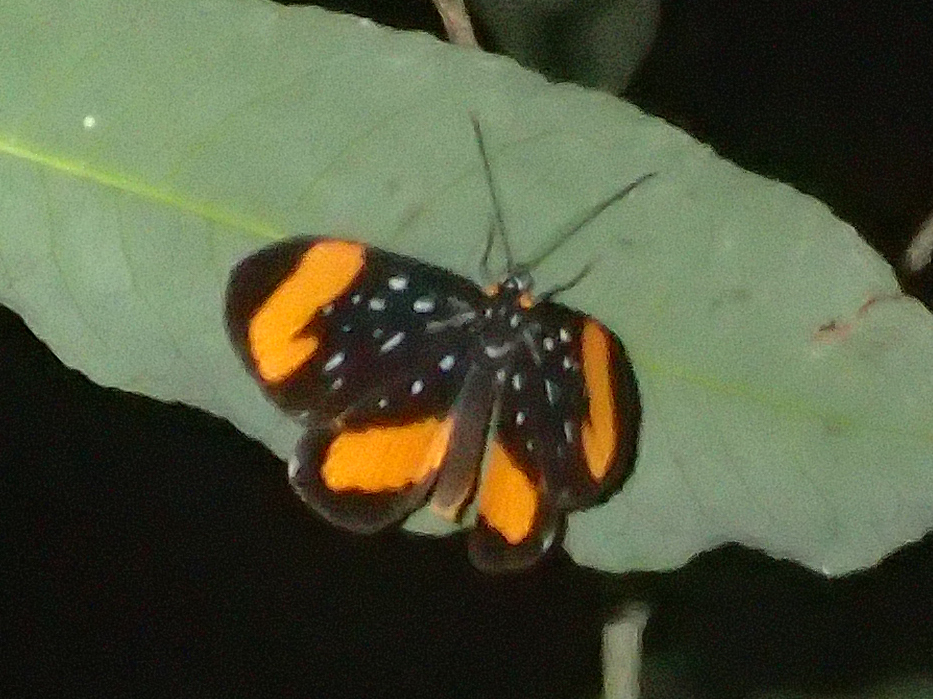 Stalachtis euterpe