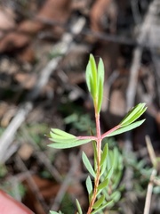 Darwinia biflora