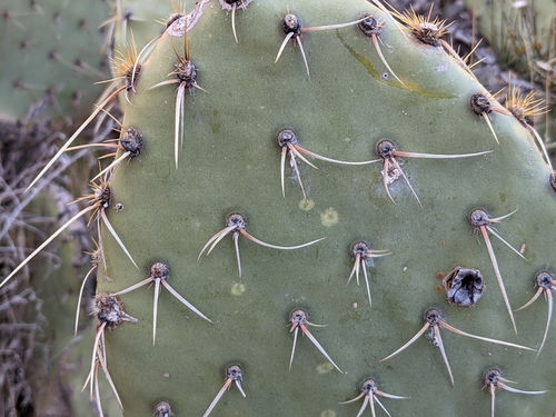 Image of Opuntia woodsii by no rights reserved