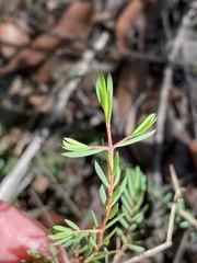 Darwinia biflora