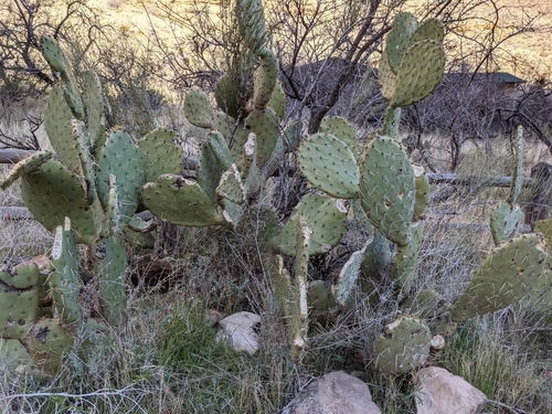 Image of Opuntia woodsii by no rights reserved