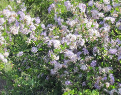 Ehretia rigida rigida