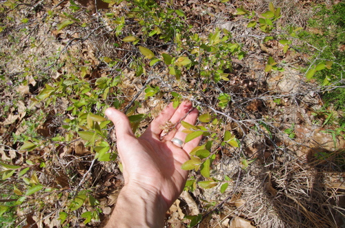 Image of Prunus gracilis by (c) Eric Knight, some rights reserved (CC BY)