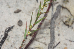 Polygonum stypticum