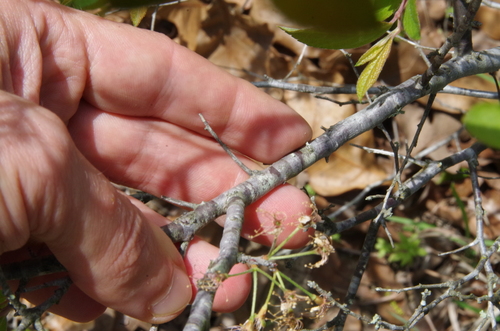 Image of Prunus gracilis by (c) Eric Knight, some rights reserved (CC BY)