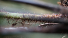 Asplenium praemorsum