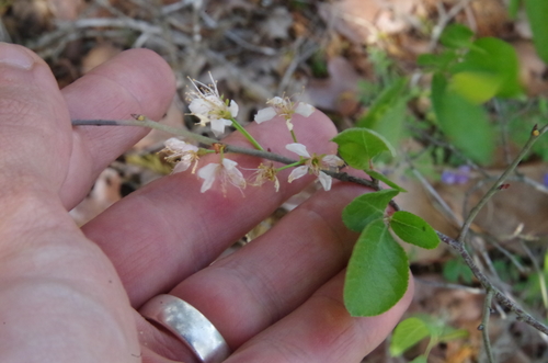 Image of Prunus gracilis by (c) Eric Knight, some rights reserved (CC BY)