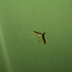 Euthrausta
