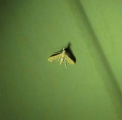 Euthrausta