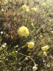 Hesperomecon linearis