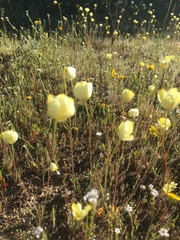 Hesperomecon linearis
