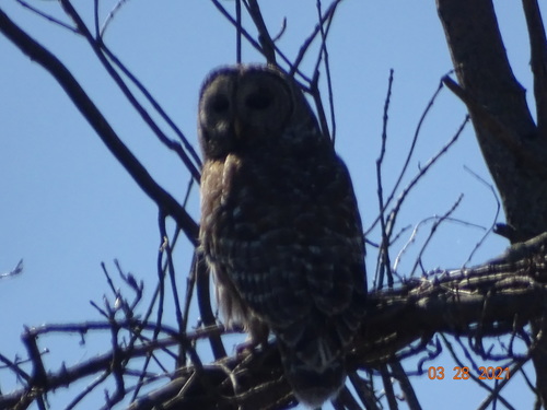 Barred Owl photographed in Oklahoma