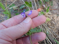 Astragalus leptocarpus