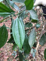 Cocculus laurifolius