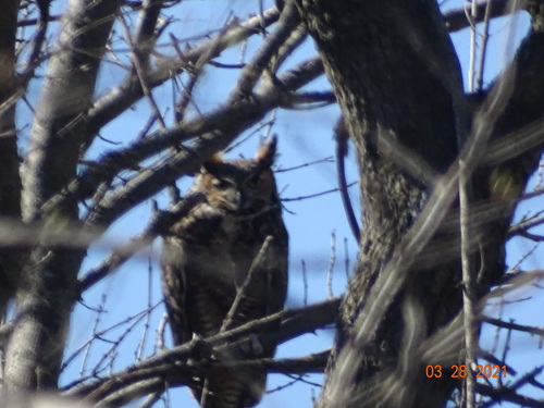 Great Horned Owl photographed in Oklahoma