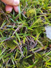 Astelia linearis