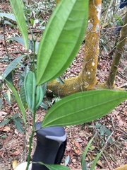 Cocculus laurifolius