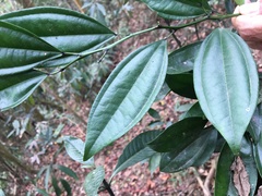 Cocculus laurifolius