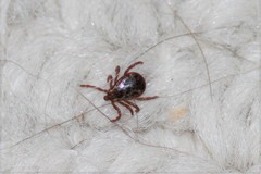 Dermacentor andersoni