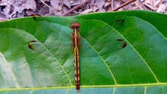 Erythrodiplax umbrata