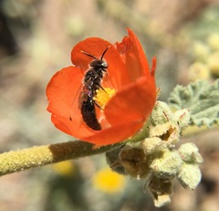 Calliopsis subalpina