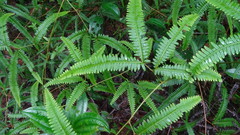 Dicranopteris flexuosa