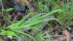 Lindsaea stricta