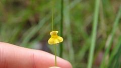 Utricularia hispida