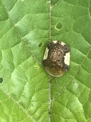 Helocassis testudinaria