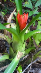 Aechmea mertensii