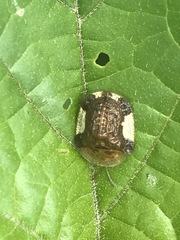 Helocassis testudinaria