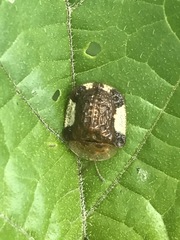 Helocassis testudinaria