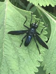 Penthosia satanica