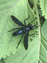 Penthosia satanica