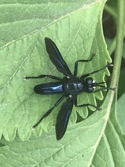 Penthosia satanica