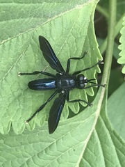Penthosia satanica