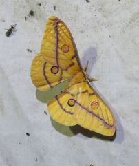 Opodiphthera fervida