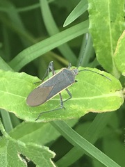 Staluptus marginalis