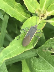 Staluptus marginalis