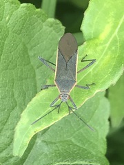 Staluptus marginalis