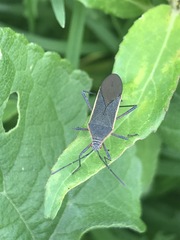 Staluptus marginalis