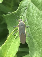 Staluptus marginalis