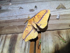 Opodiphthera fervida