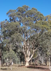 Eucalyptus rossii