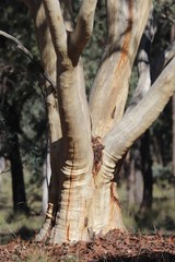 Eucalyptus rossii