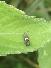 Grapholita fana