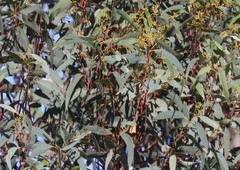 Eucalyptus rossii