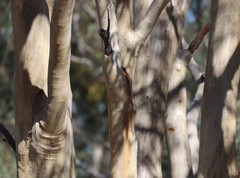 Eucalyptus rossii